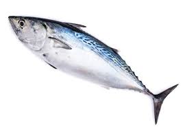 Palamut